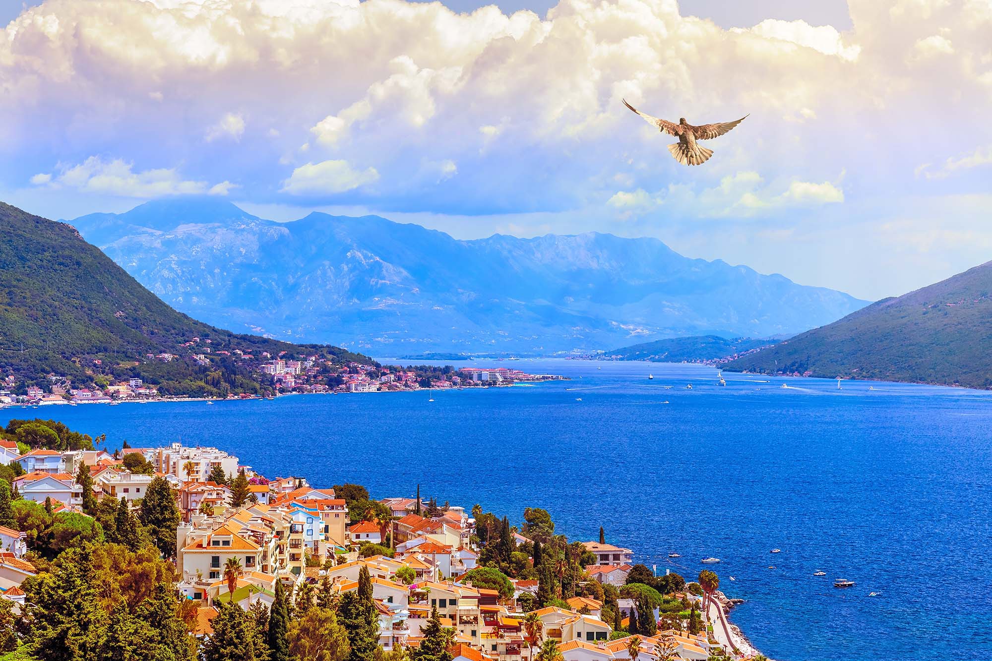 A dove flies over the beautiful ancient town of Herceg Novi and the Bay of Kotor. Fabulous views of Montenegro